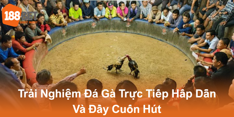 Đá Gà 188Bet - Trải Nghiệm Chơi Cá Cược Đỉnh Cao Tại Nhà Cái Uy Tín 2 Trai Nghiem Da Ga Truc Tiep Hap Dan Va Day Cuon Hut0